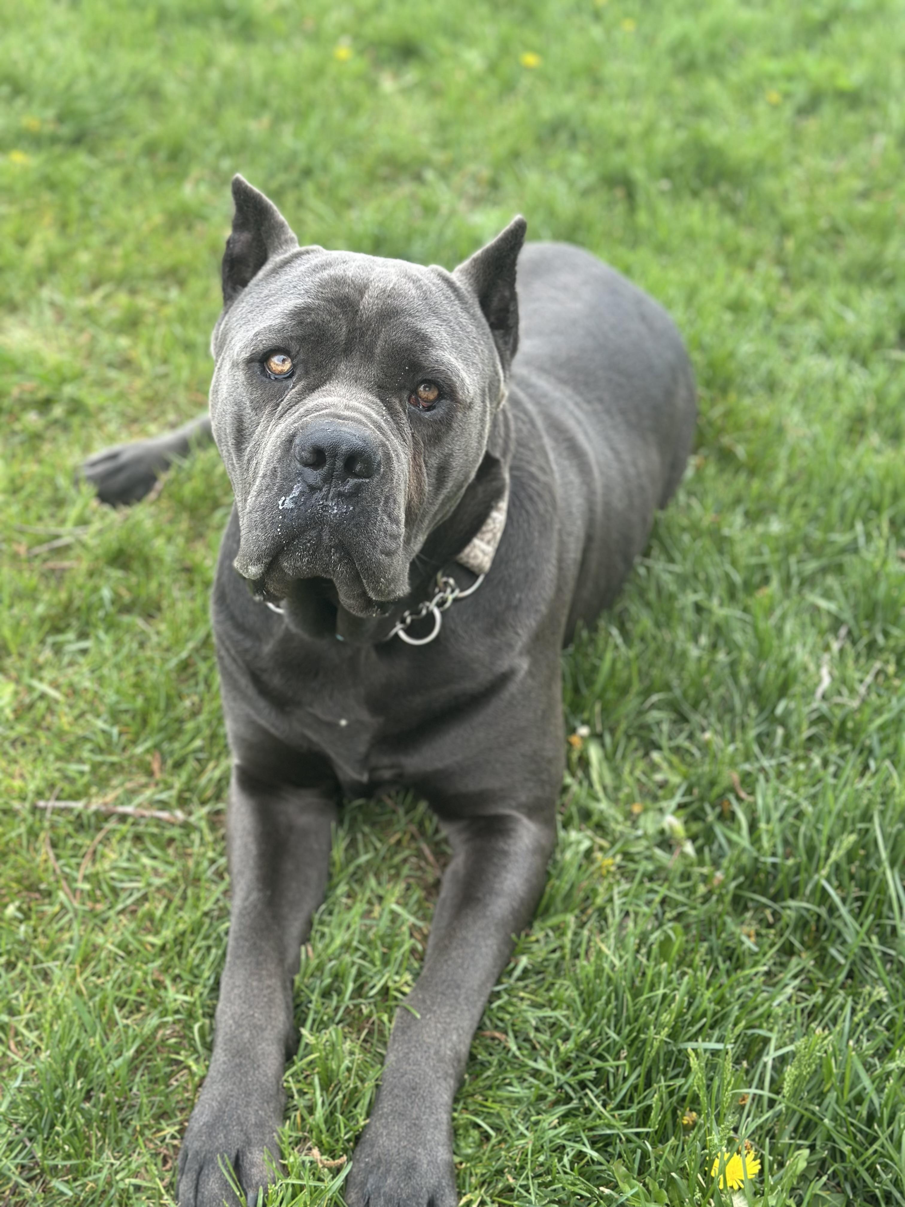 Sprinkles, an adoptable Cane Corso in Alliston, ON, L0G 1A0 | Photo Image 3