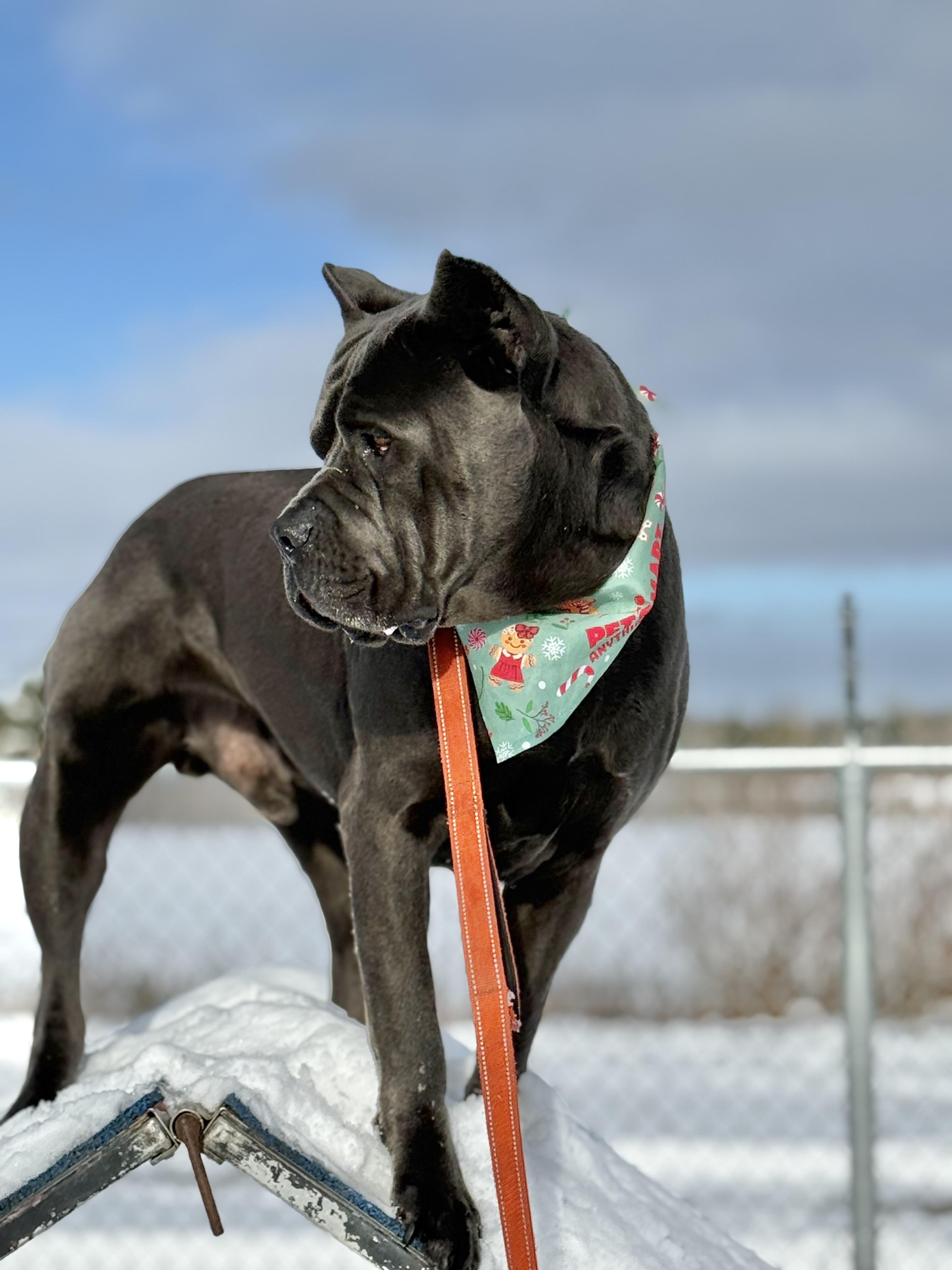 Sprinkles, a Adoptable Cane Corso in Alliston, ON image 6/6