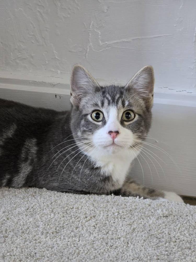 Enlarge Pebbles, an adopted Domestic Short Hair in Prineville, OR image 1/1
