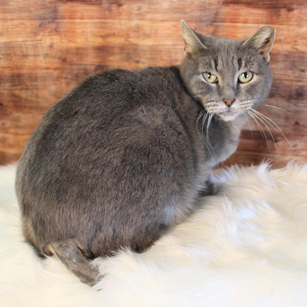 Enlarge Misty, a Adoptable Snowshoe in New Braunfels, TX image 2/6