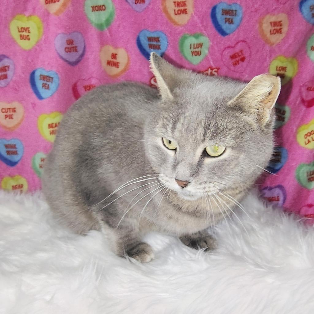 Enlarge Misty, a Adoptable Snowshoe in New Braunfels, TX image 6/6