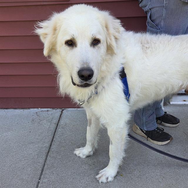 OAKLEY, Adoptable, Adult Male Great Pyrenees.