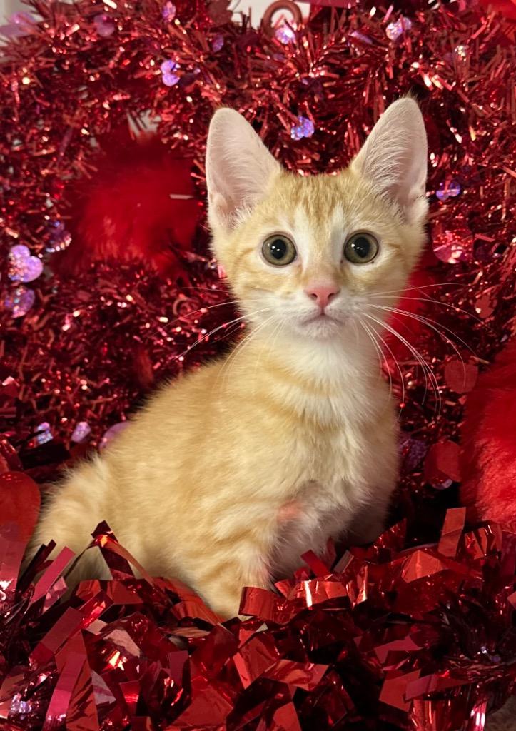 Enlarge 11/6/25 - Ophelia, a Adoptable mixed breed in Stillwater, OK image 1/1