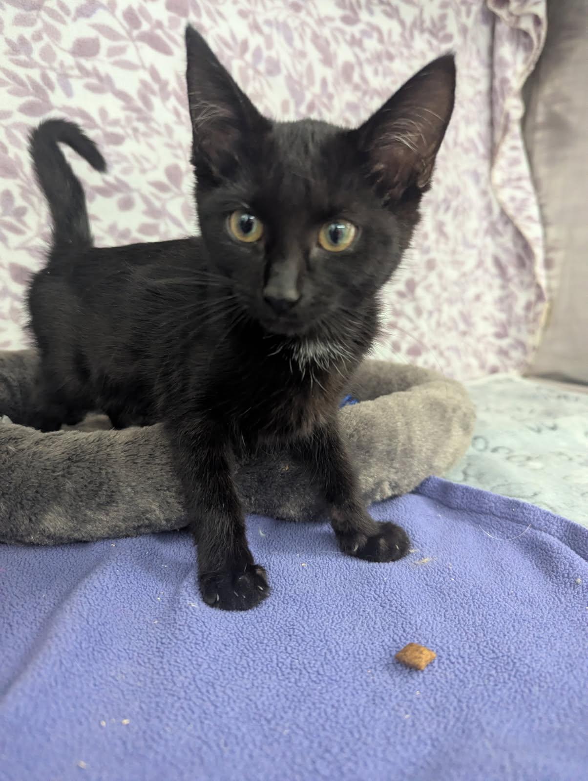 Enlarge Orbit, a Adoptable American Shorthair in Standish, MI image 1/2