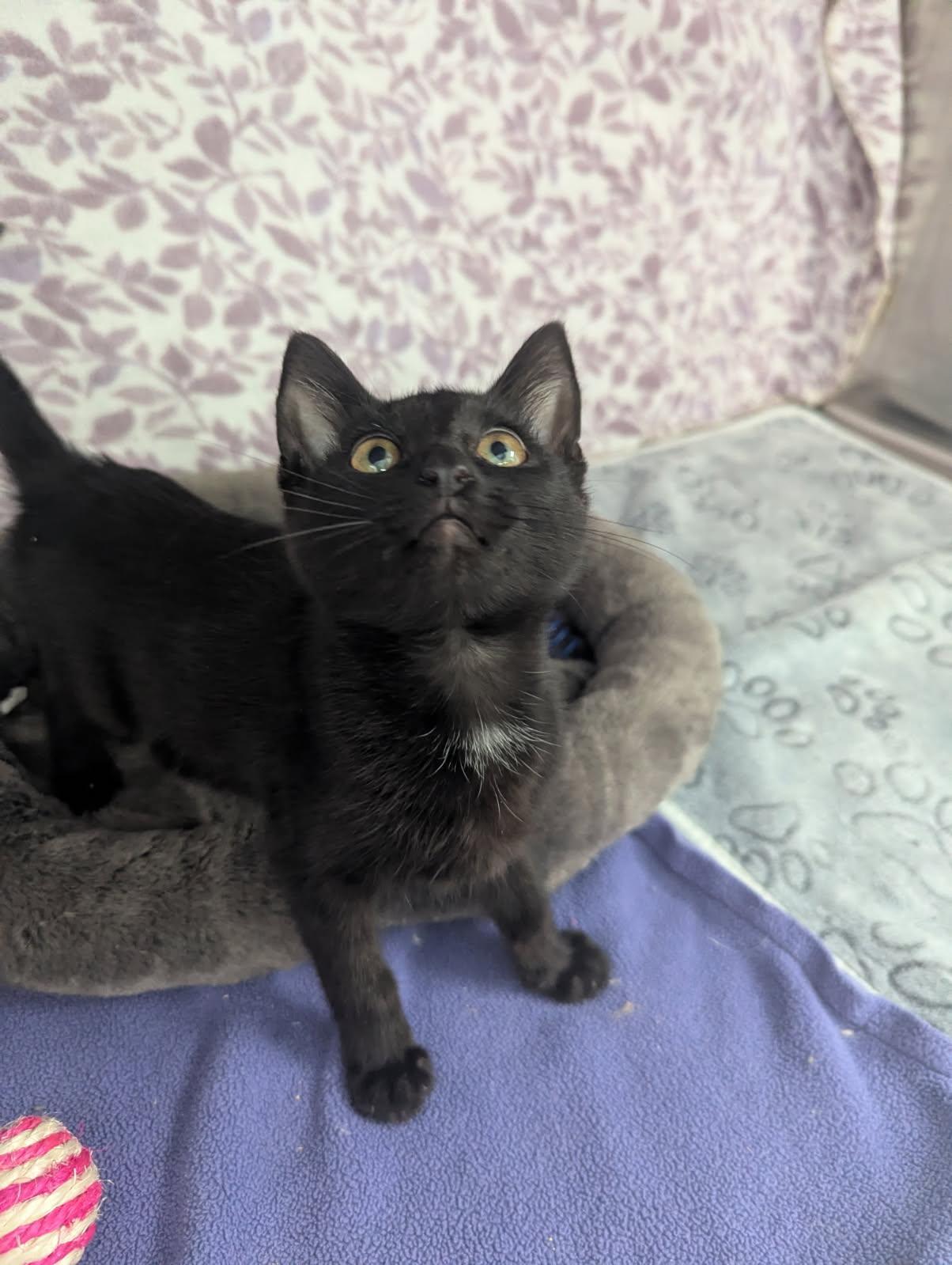 Enlarge Orbit, a Adoptable American Shorthair in Standish, MI image 2/2