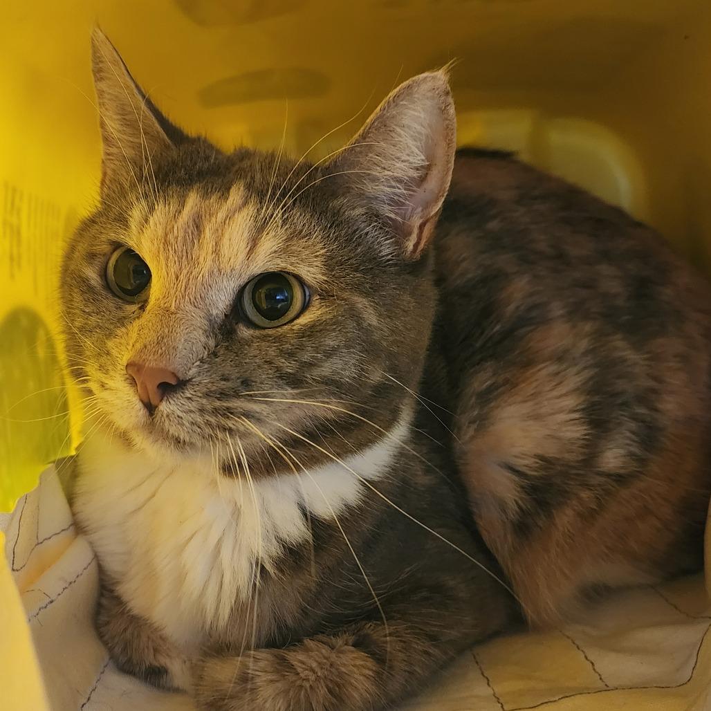 Enlarge Maeve, a Adoptable Domestic Short Hair in Manhattan, KS image 1/1