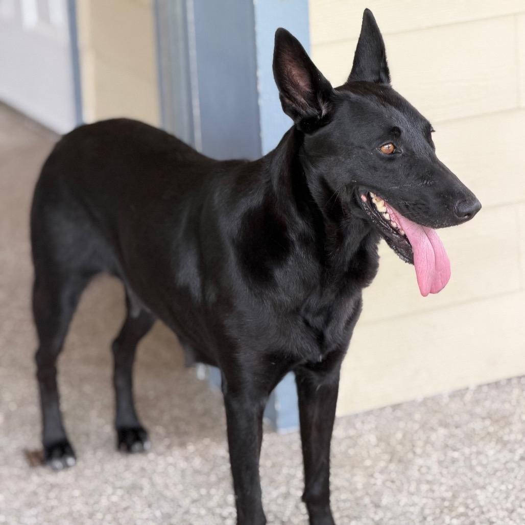 BEAN, a Adoptable Shepherd in Wellington, FL image 1/3