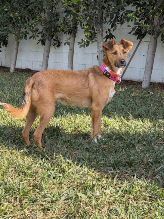 LEILA, a Adoptable mixed breed in Burbank, CA image 1/2