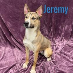 Jeremy, ADOPTABLE, Young Male Siberian Husky & Shepherd.