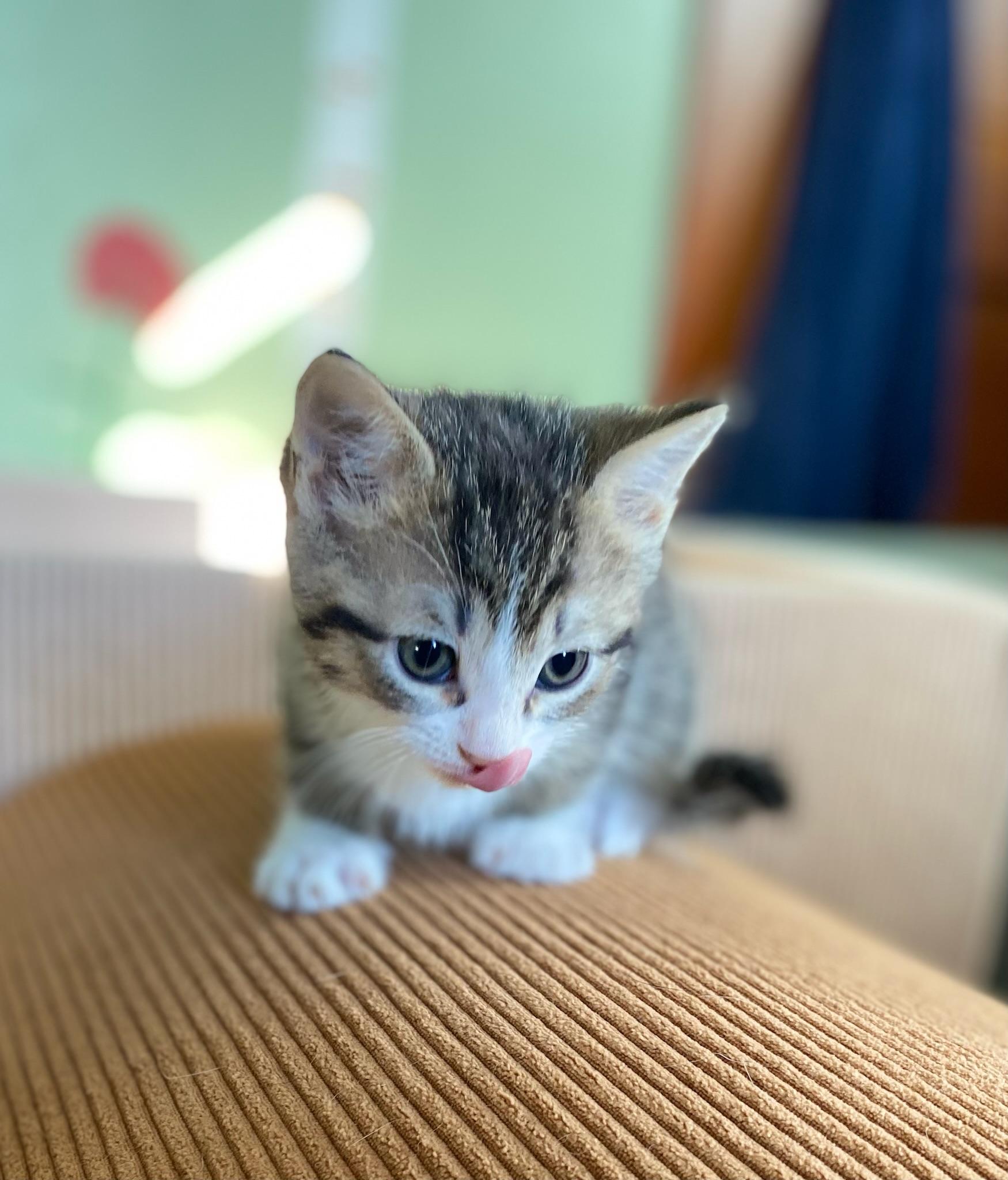 Enlarge Tomatillo , a ADOPTABLE Domestic Short Hair in Amboy, IL image 1/2