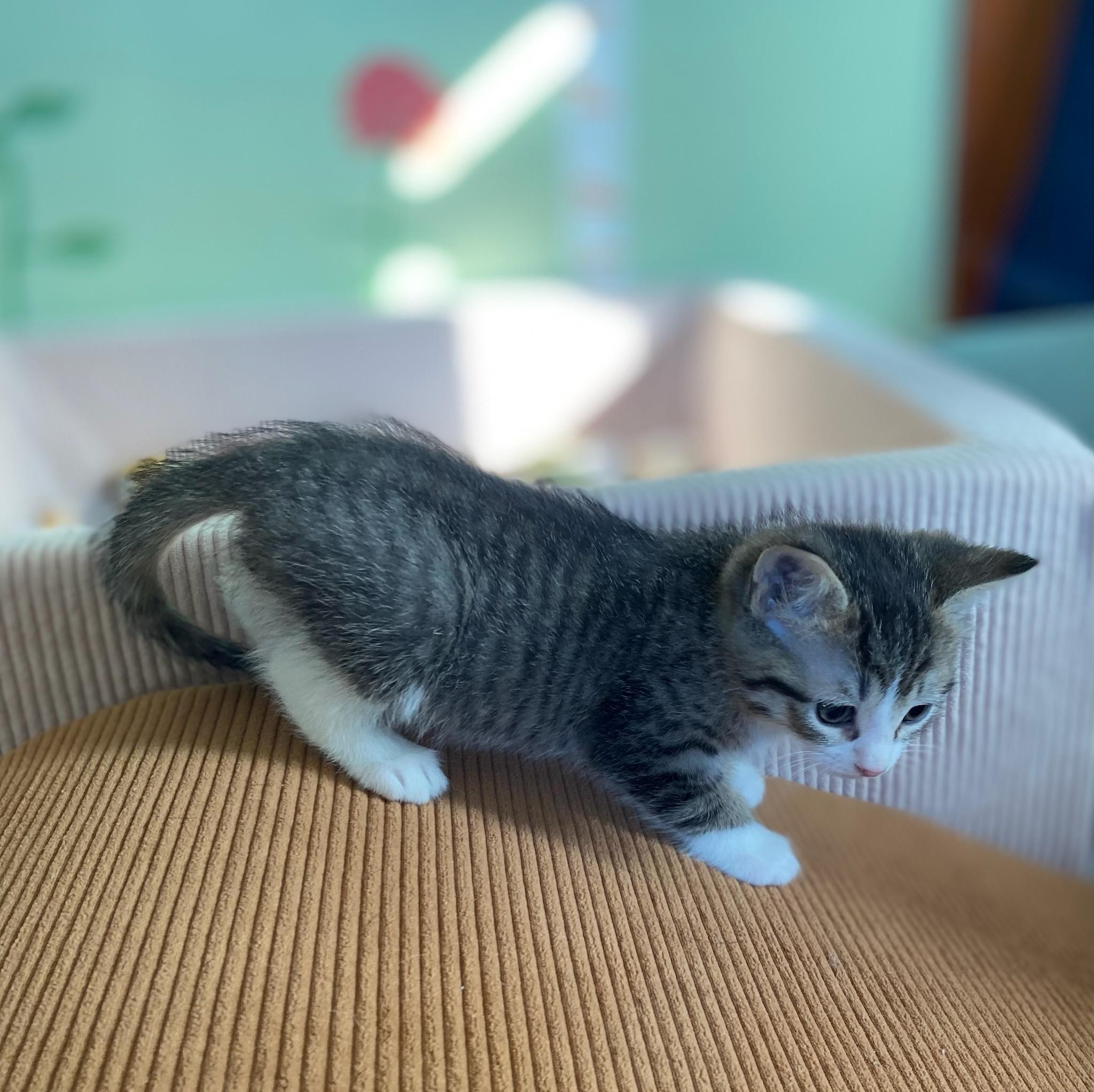 Enlarge Tomatillo , a ADOPTABLE Domestic Short Hair in Amboy, IL image 2/2