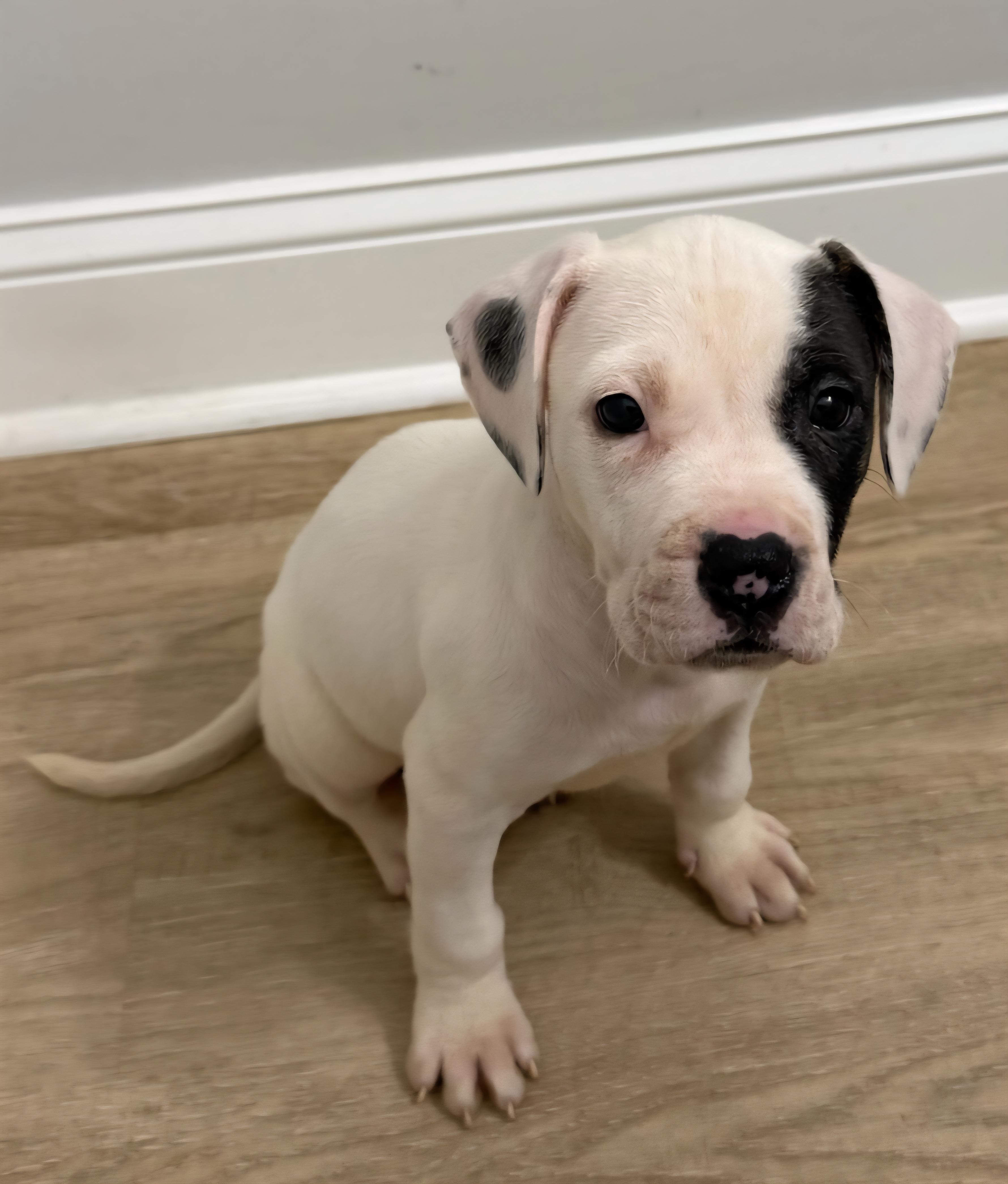 Enlarge Enzo, a ADOPTABLE mixed breed in Elwood, NJ image 4/4