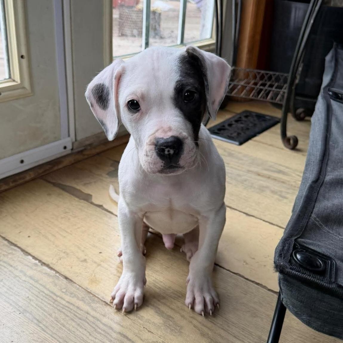 Enzo, ADOPTABLE, Puppy Male American Bulldog.