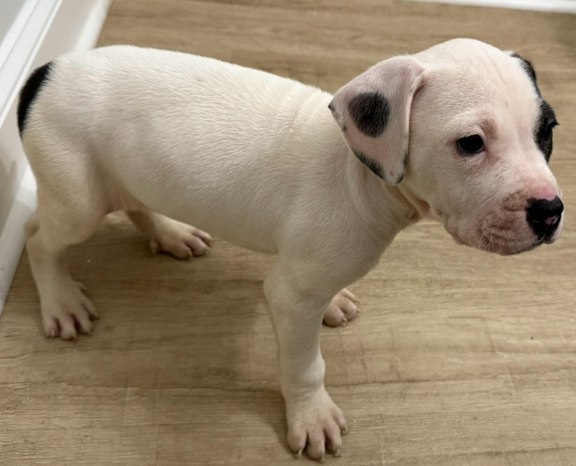 Enlarge Enzo, a ADOPTABLE mixed breed in Elwood, NJ image 2/4