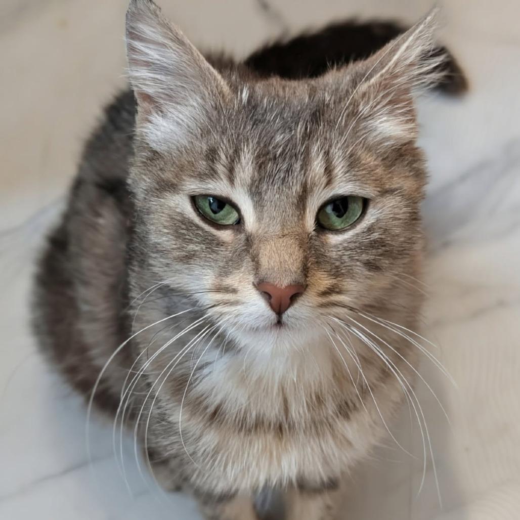 Symphony, a Adoptable Domestic Long Hair in Meridian, ID image 1/3