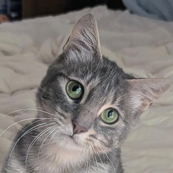 Symphony, a Adoptable Domestic Long Hair in Meridian, ID image 2/3