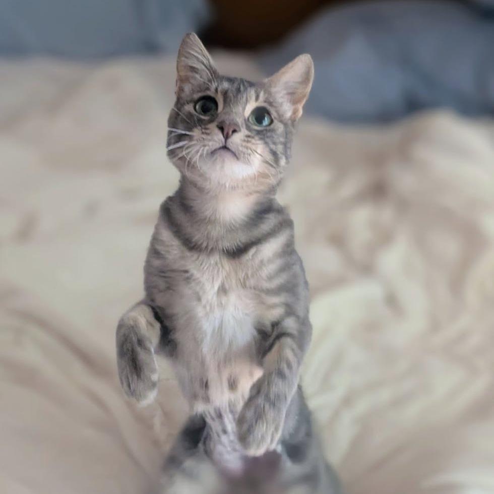 Symphony, a Adoptable Domestic Long Hair in Meridian, ID image 3/3
