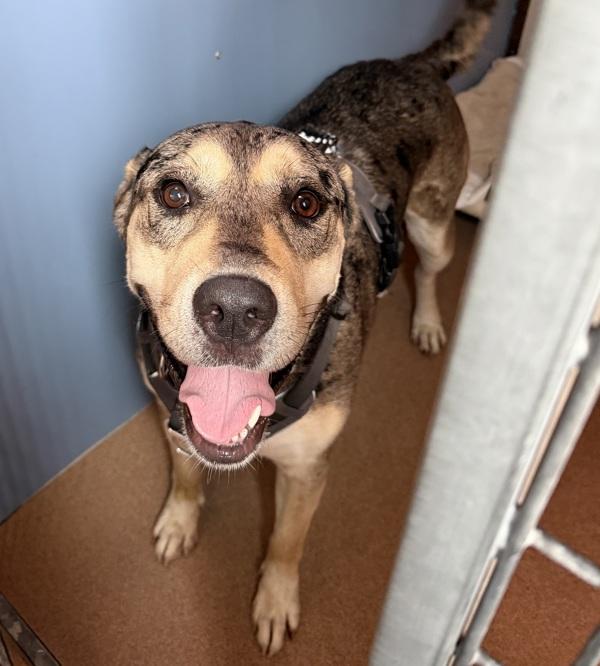 Roxy, Adoptable, Adult Female Catahoula Leopard Dog.