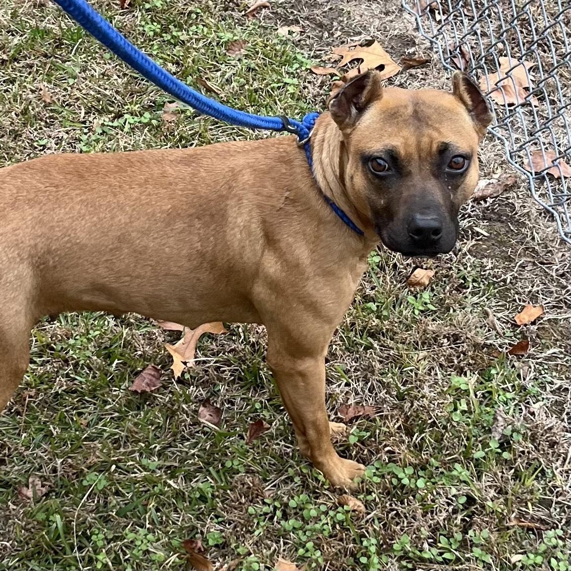 Enlarge Noelle, a precious little girl, look at her sweet face!, a ADOPTABLE mixed breed in Richmond, VA image 3/6