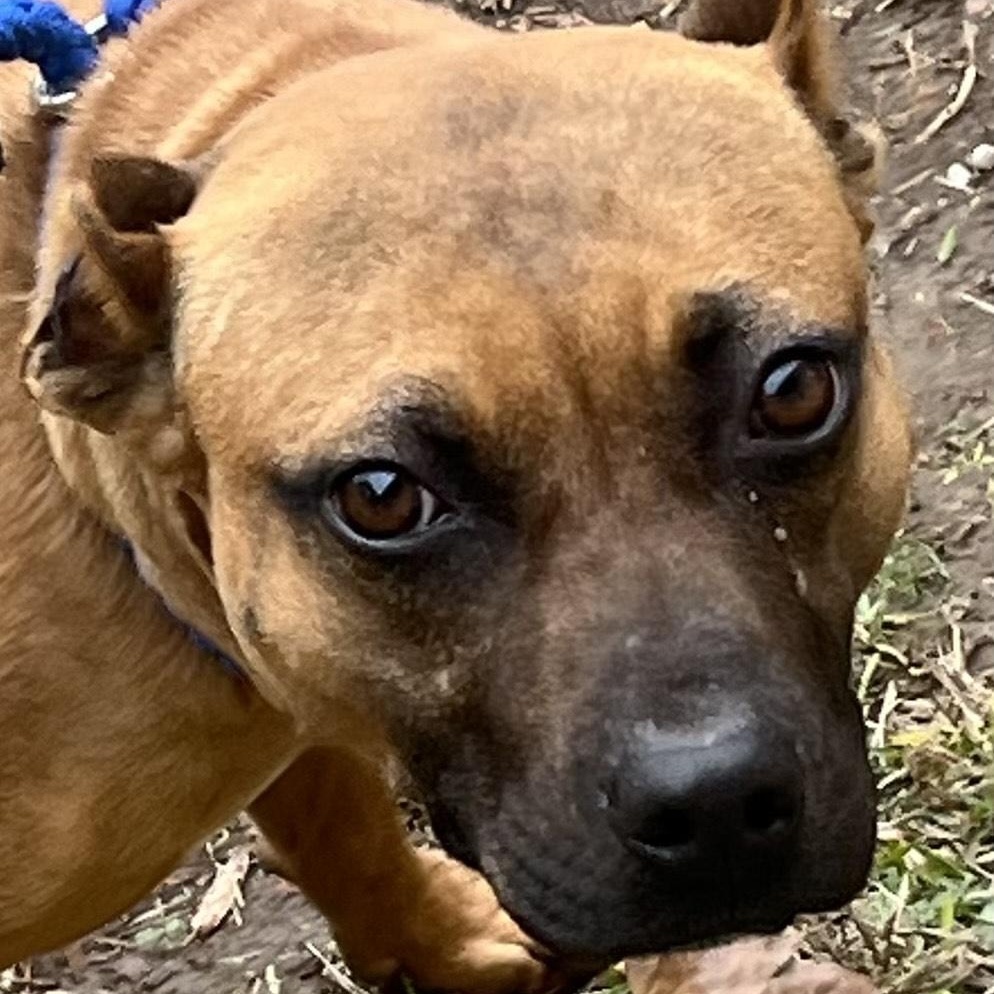 Enlarge Noelle, a precious little girl, look at her sweet face!, a ADOPTABLE mixed breed in Richmond, VA image 2/6