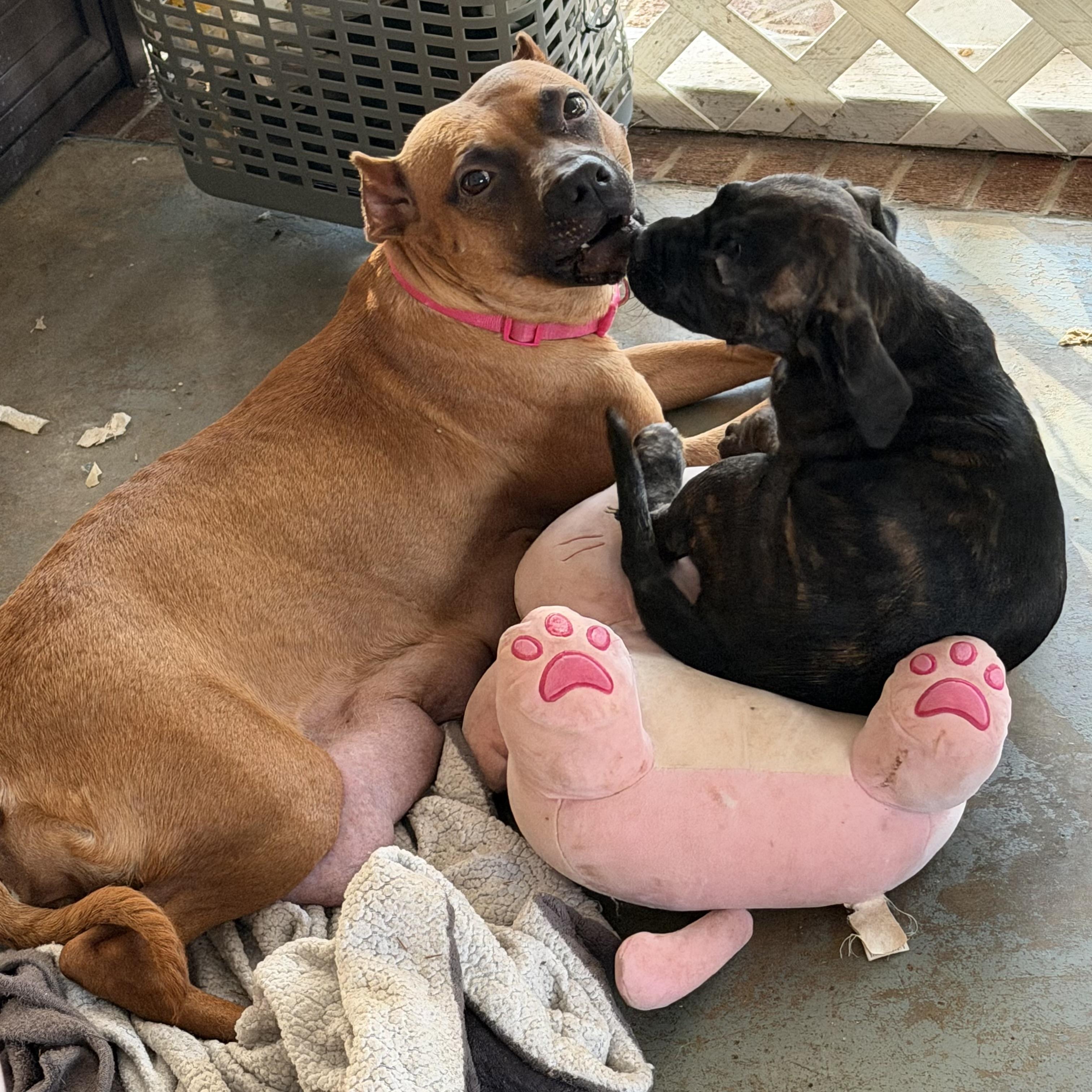 Enlarge Noelle, a precious little girl, look at her sweet face!, a ADOPTABLE mixed breed in Richmond, VA image 1/6