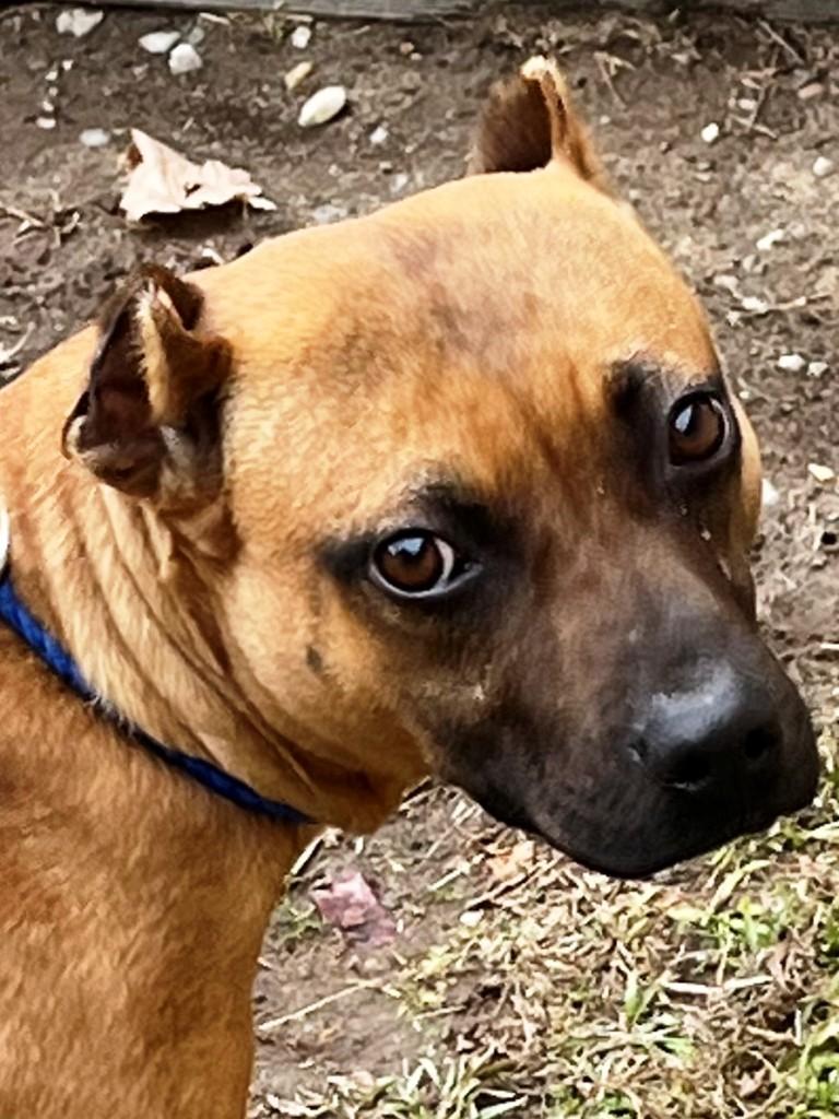 Enlarge Noelle, a precious little girl, look at her sweet face!, a ADOPTABLE mixed breed in Richmond, VA image 4/6