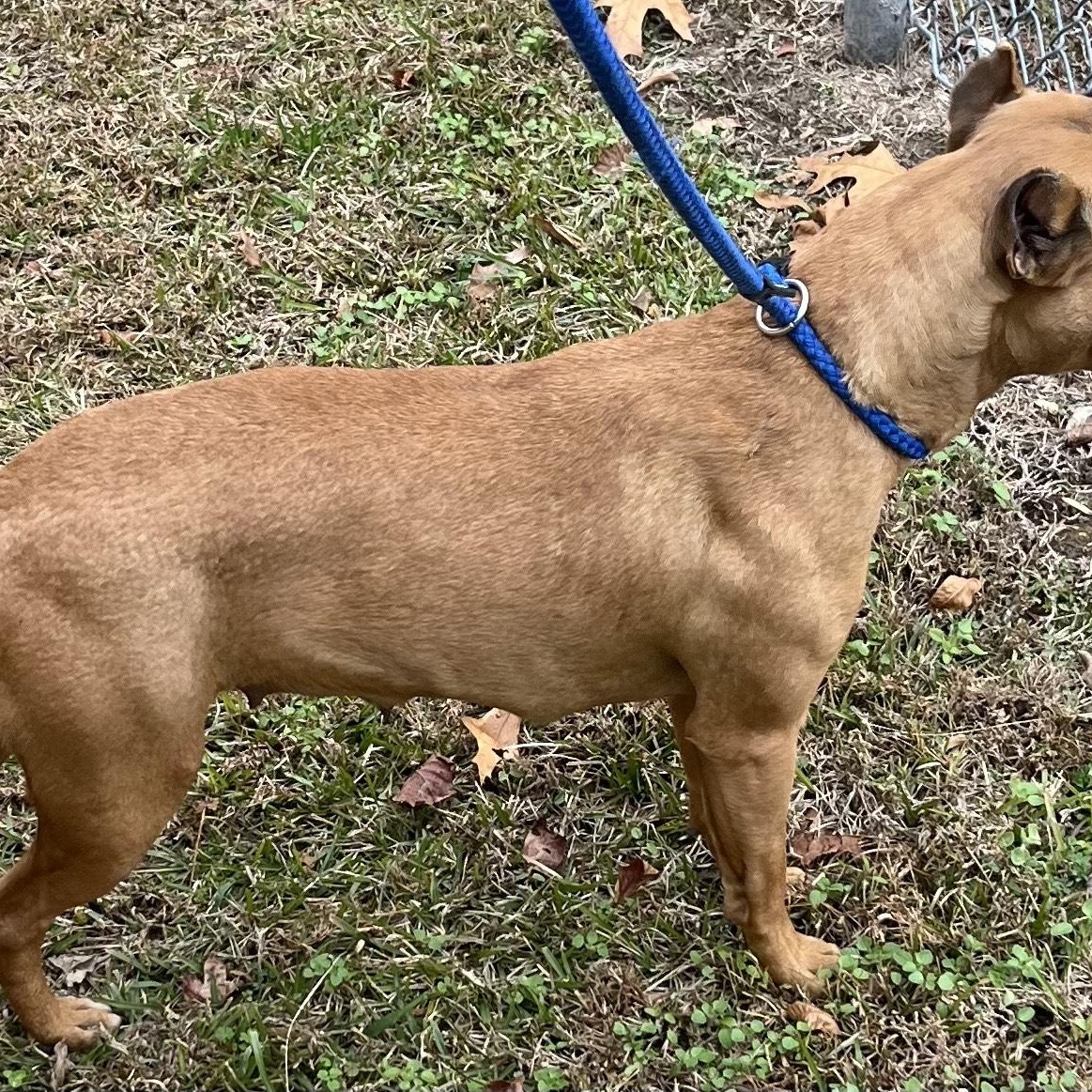 Enlarge Noelle, a precious little girl, look at her sweet face!, a ADOPTABLE mixed breed in Richmond, VA image 6/6