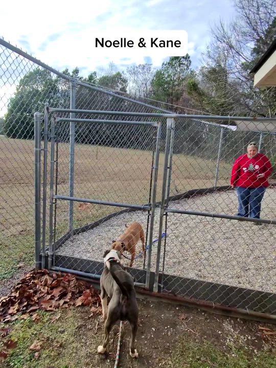 Enlarge Noelle, a precious little girl, look at her sweet face!, a ADOPTABLE mixed breed in Richmond, VA video 5/6