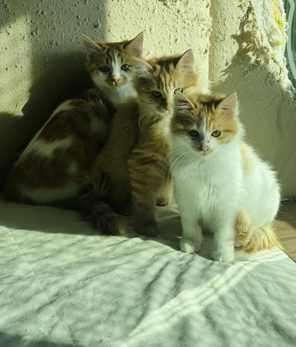 Pelli, Callo and Mina, Furry Balls of Love, Adoptable, Kitten Male Domestic Long Hair.