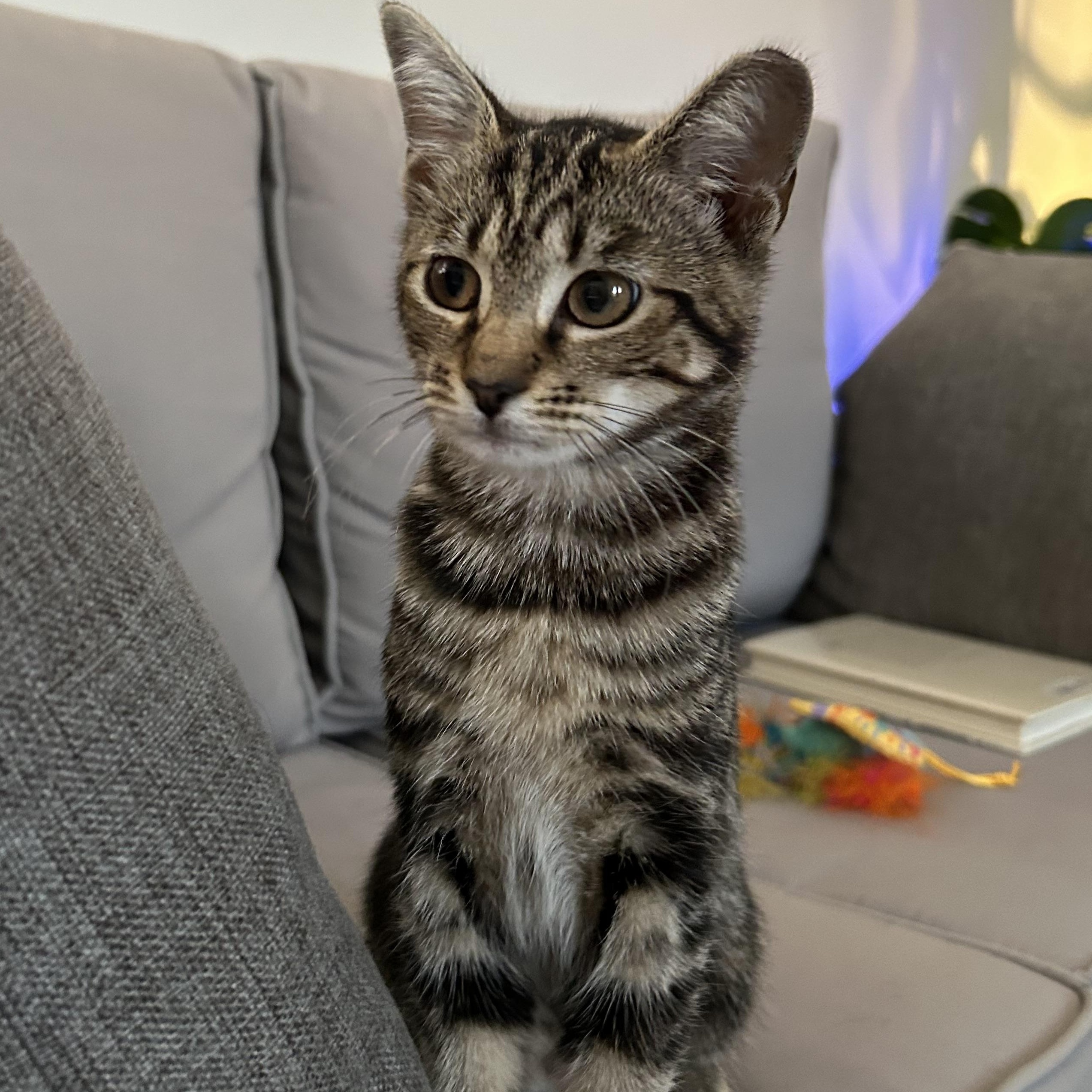Enlarge Siren, a Adopted Domestic Short Hair in Warwick, RI image 2/3