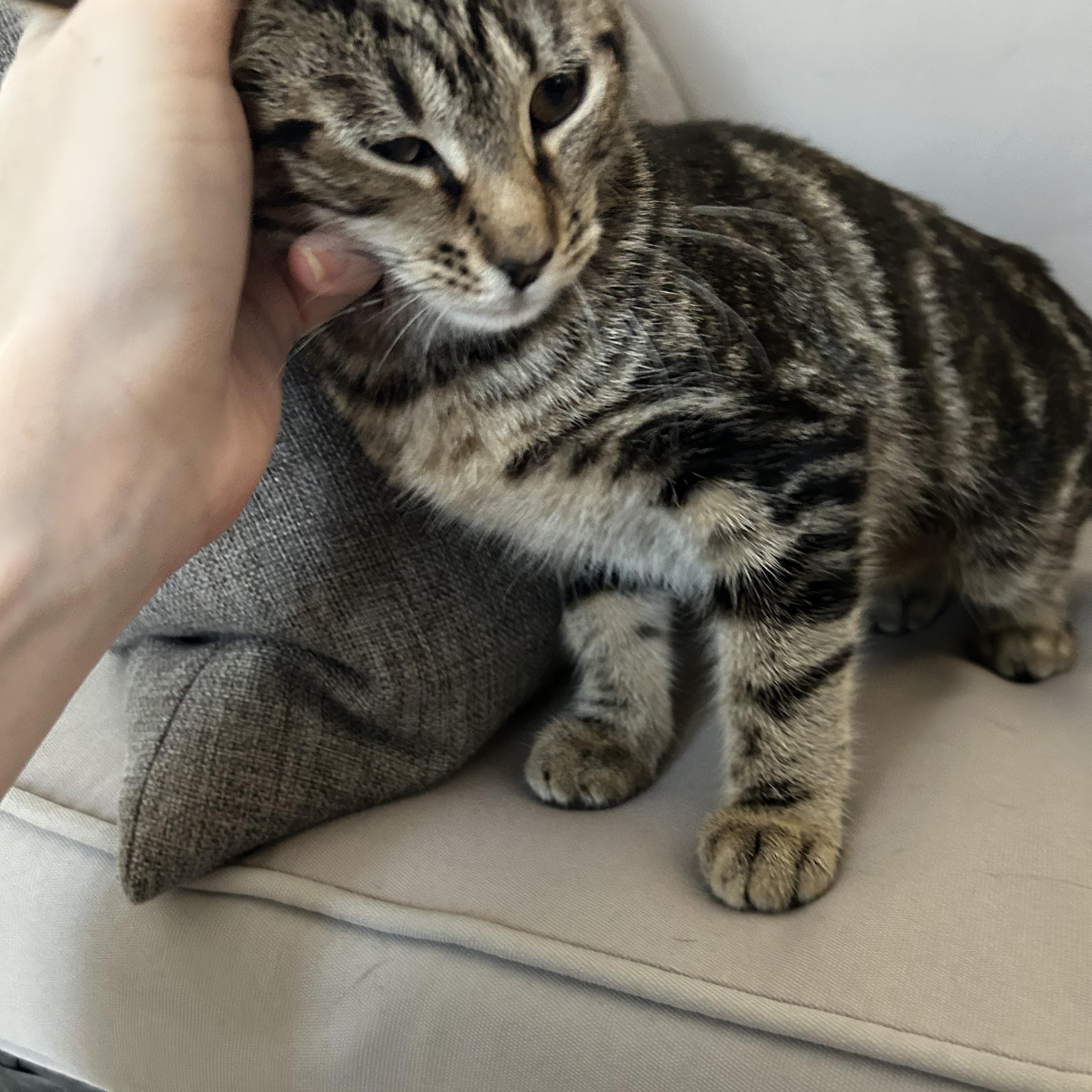Enlarge Siren, a Adopted Domestic Short Hair in Warwick, RI image 3/3