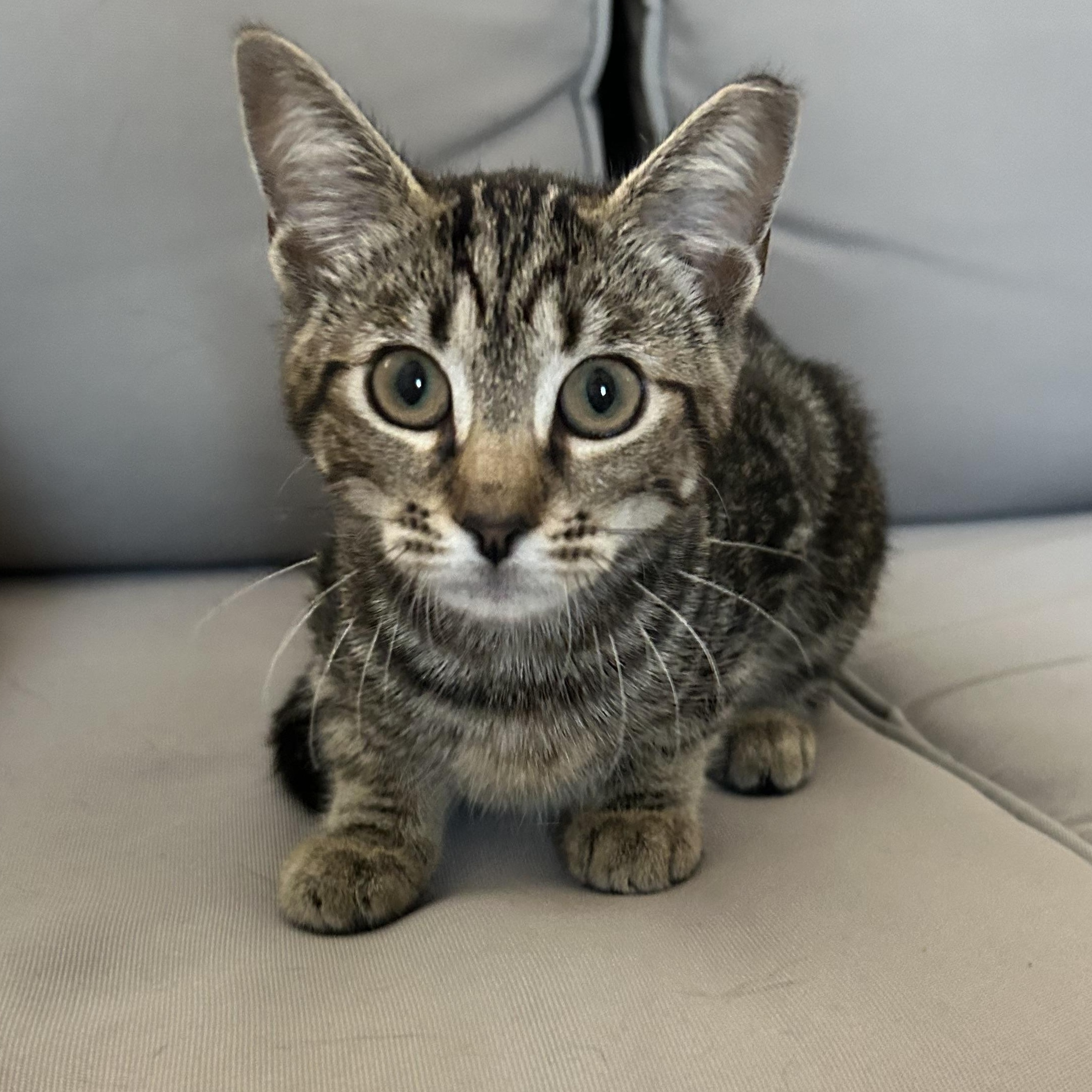 Siren, Adopted, Kitten Female Domestic Short Hair.
