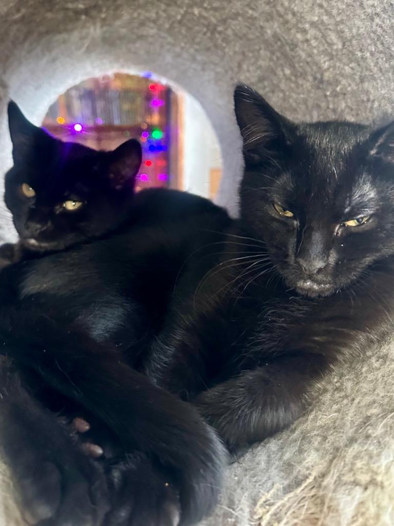 Augie — thumbnail 2