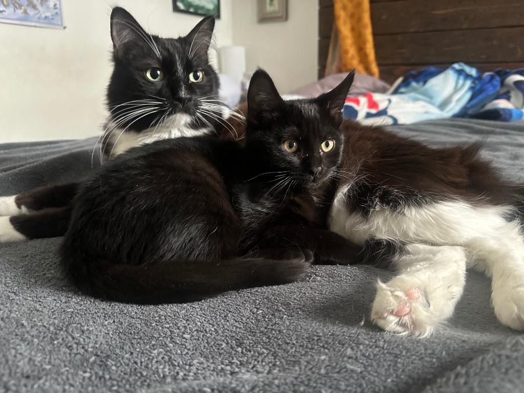 Augie — thumbnail 3