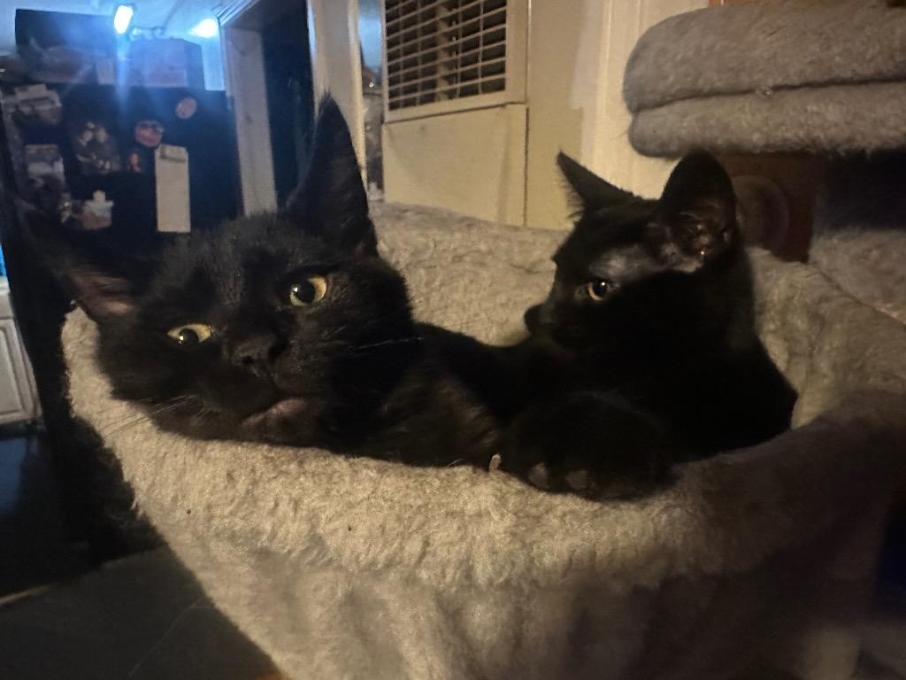 Augie — thumbnail 4