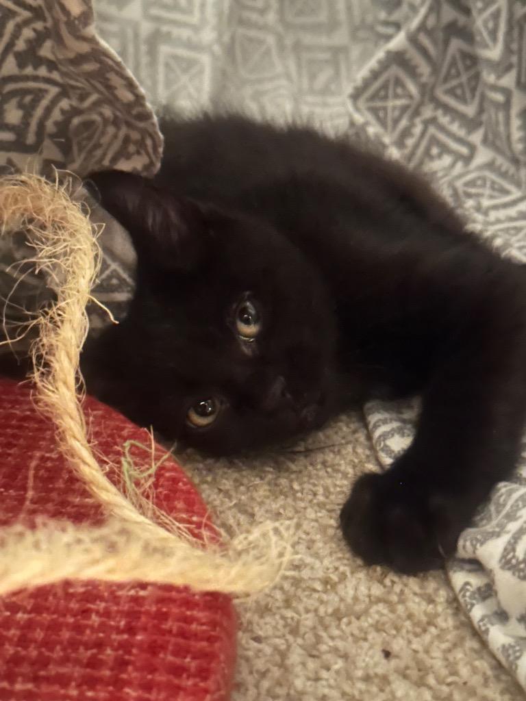 Augie — thumbnail 6