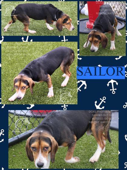 Sailor, Adoptable, Young Male Beagle & Mixed Breed.