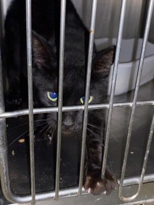 Sylvester, Adopted, Adult Male Domestic Short Hair.