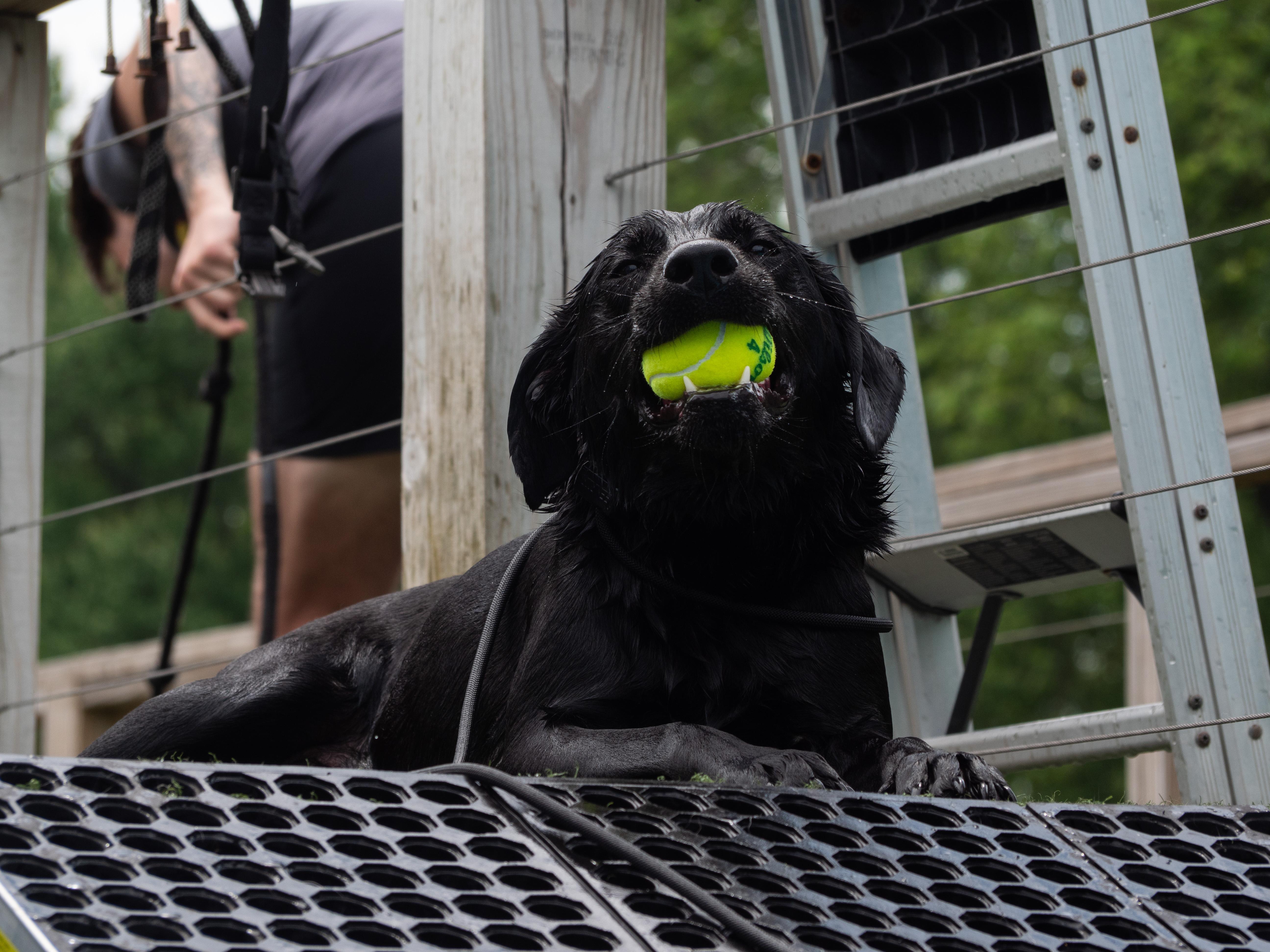 Onyx, Adoptable, Young Male Black Labrador Retriever & Hound.