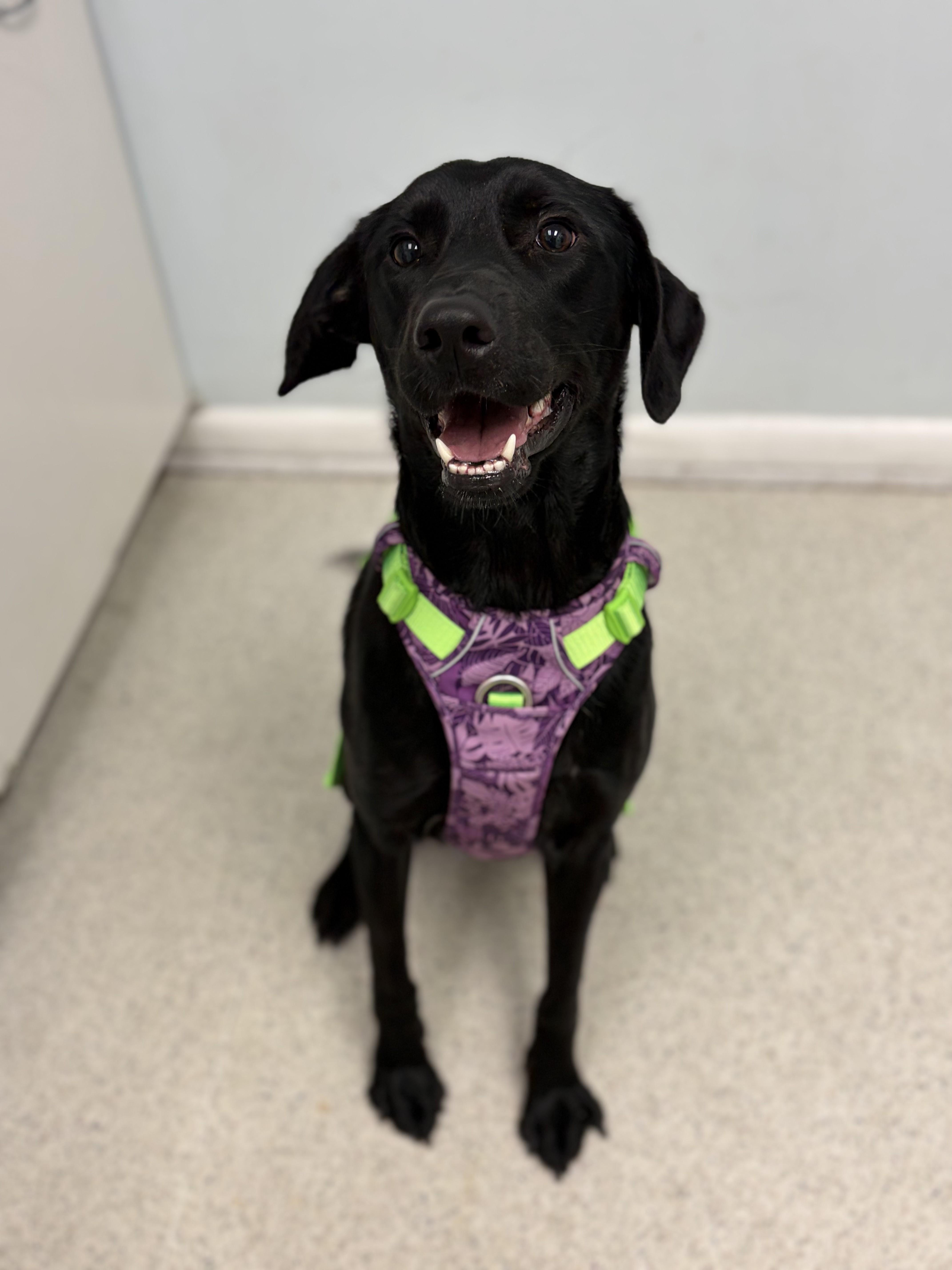Onyx, Adoptable, Young Male Labrador Retriever & Patterdale Terrier / Fell Terrier.
