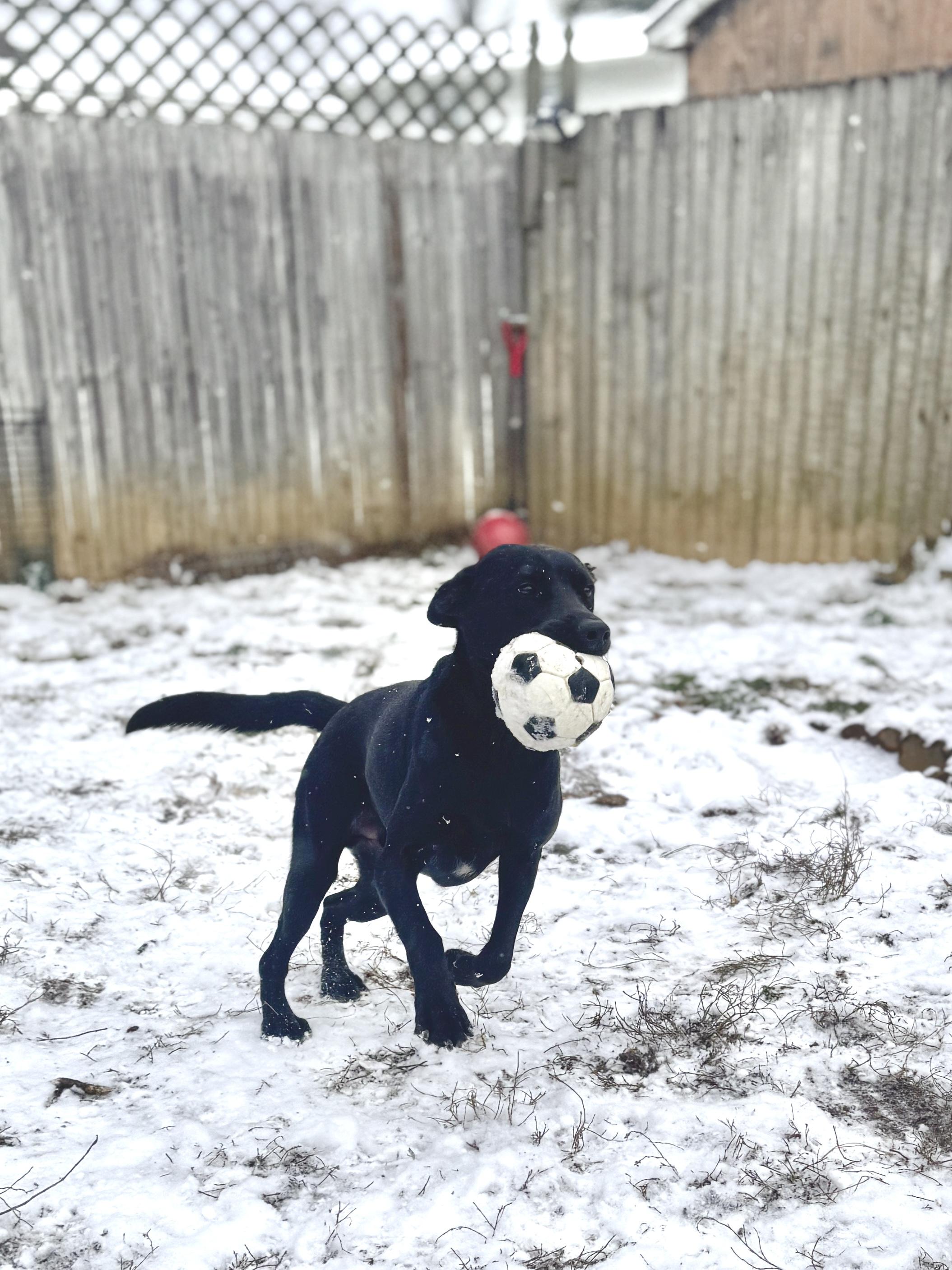 Enlarge Onyx, a Adoptable mixed breed in Silver Spring, MD image 2/6