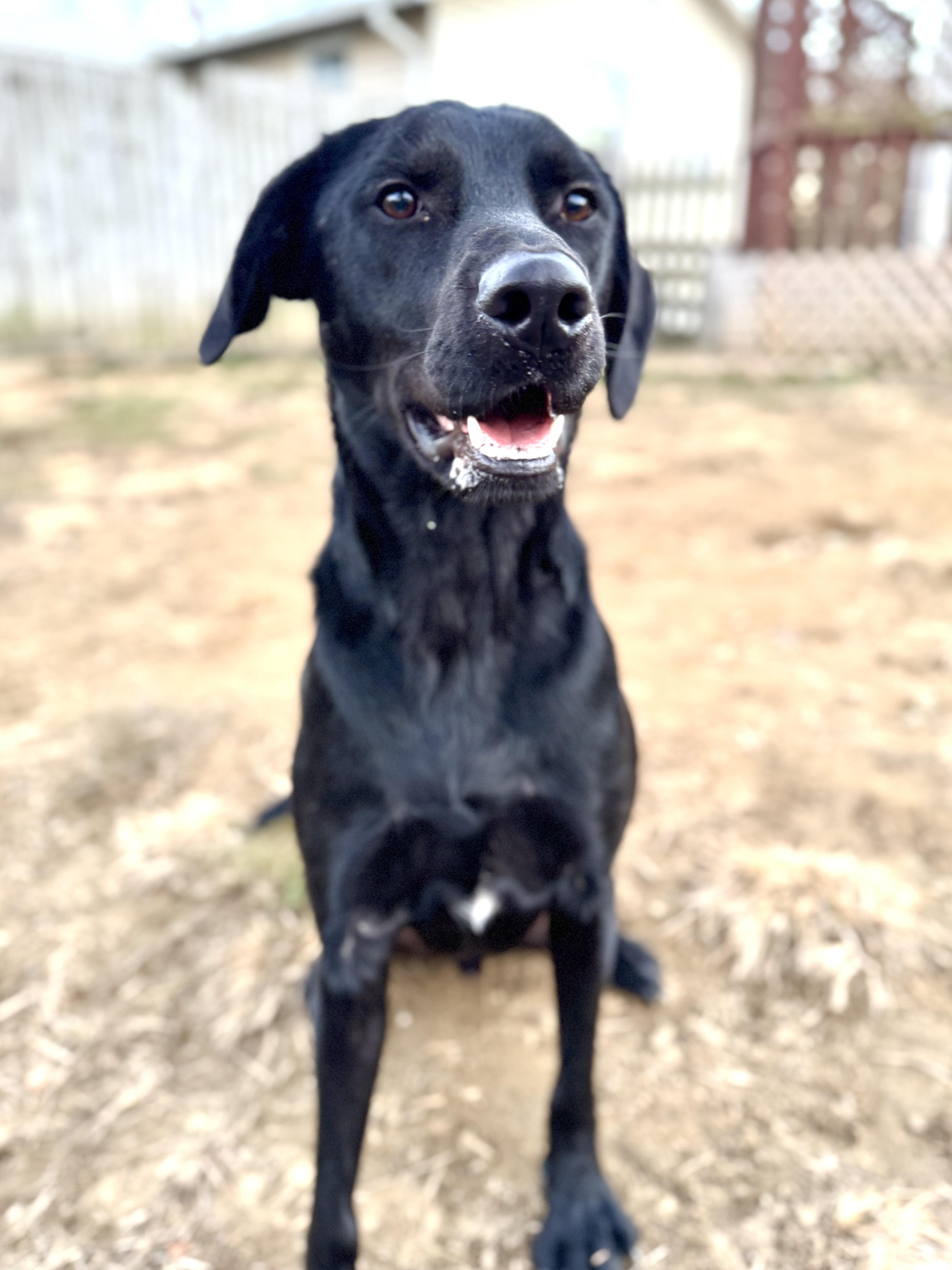 Onyx, Adoptable, Young Male Black Labrador Retriever & Hound.