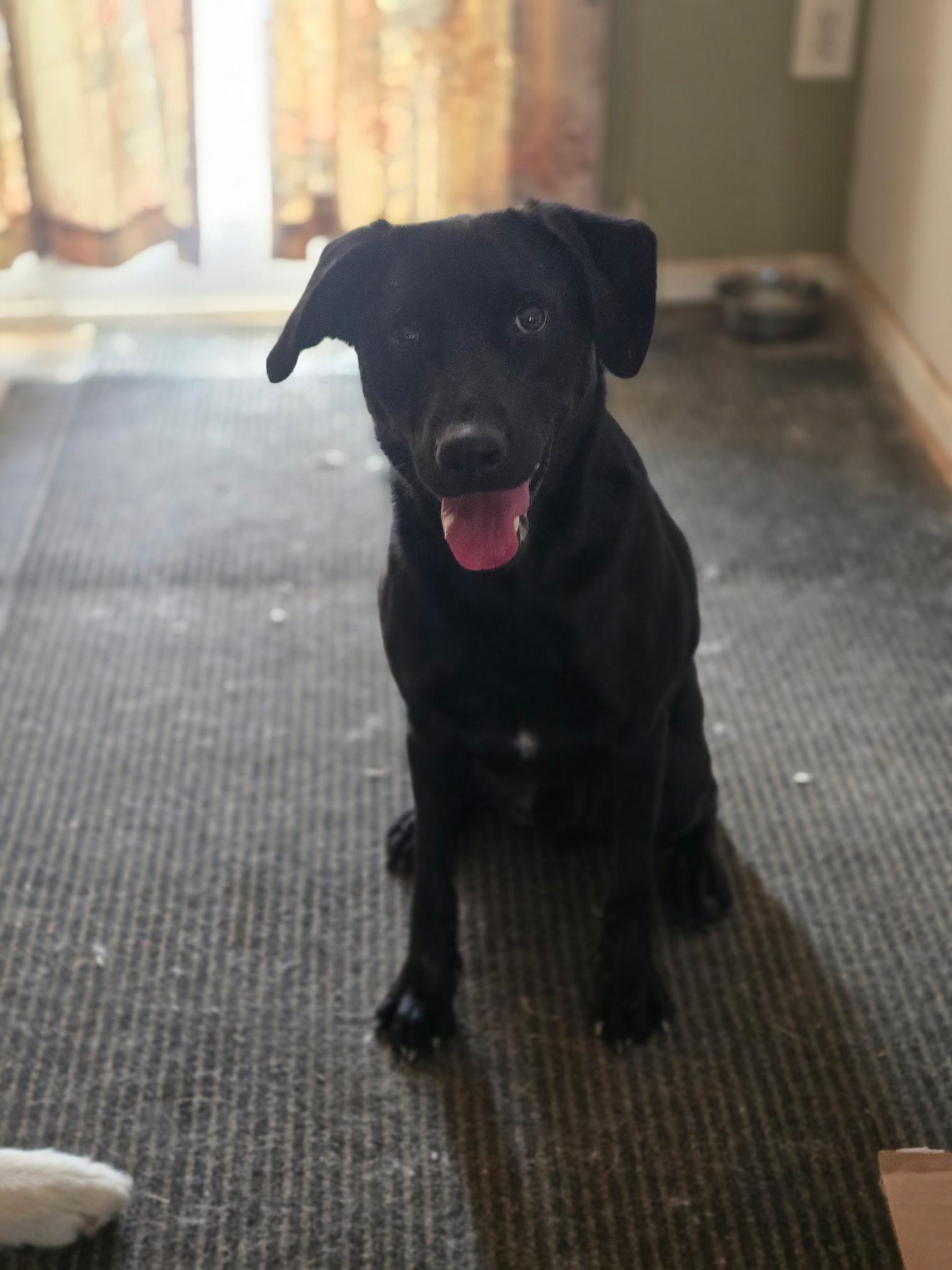 Onyx, Adoptable, Young Male Black Labrador Retriever & Labrador Retriever.
