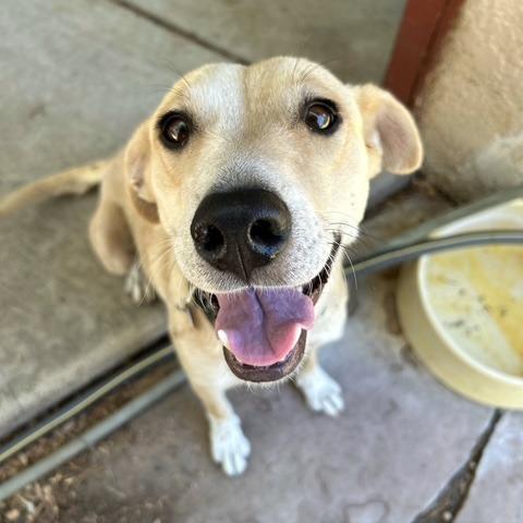 Liberty, Adoptable, Adult Female Yellow Labrador Retriever.