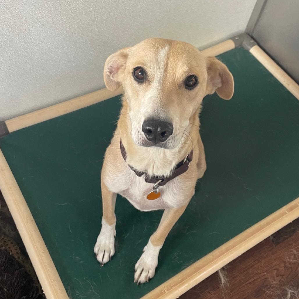 Enlarge Liberty, a Adoptable mixed breed in Prescott, AZ image 2/6