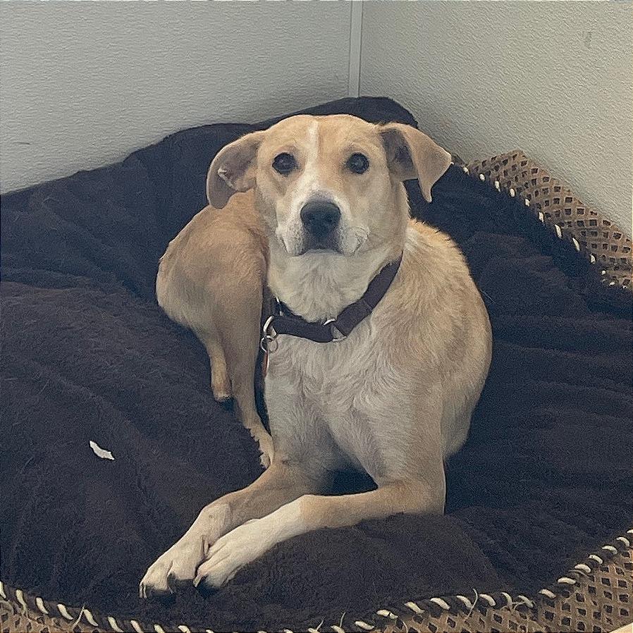 Liberty, a Adoptable mixed breed in Prescott, AZ image 2/6