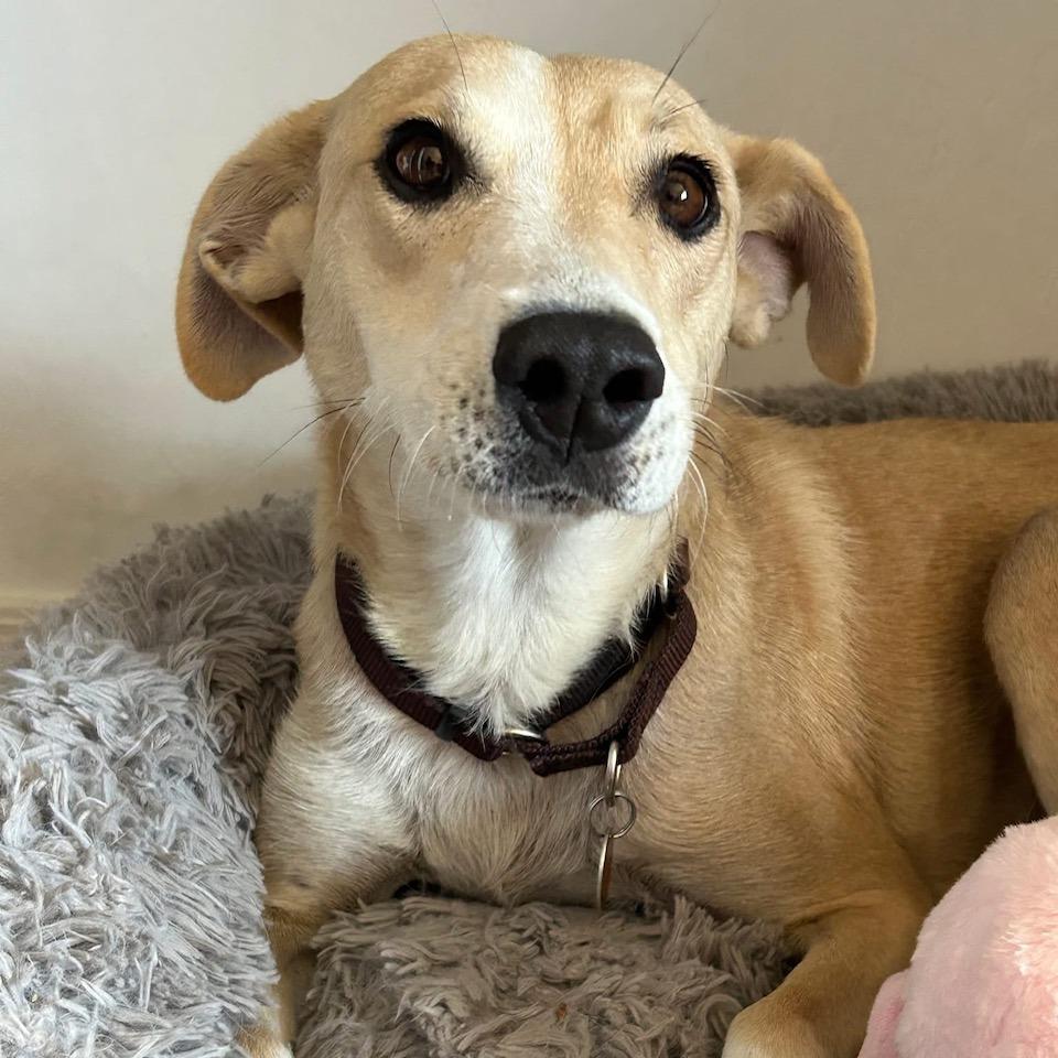 Liberty, a Adoptable mixed breed in Prescott, AZ image 4/6