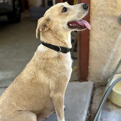 Liberty, a Adoptable mixed breed in Prescott, AZ image 5/6