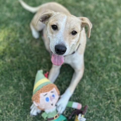 Liberty, a Adoptable mixed breed in Prescott, AZ image 6/6