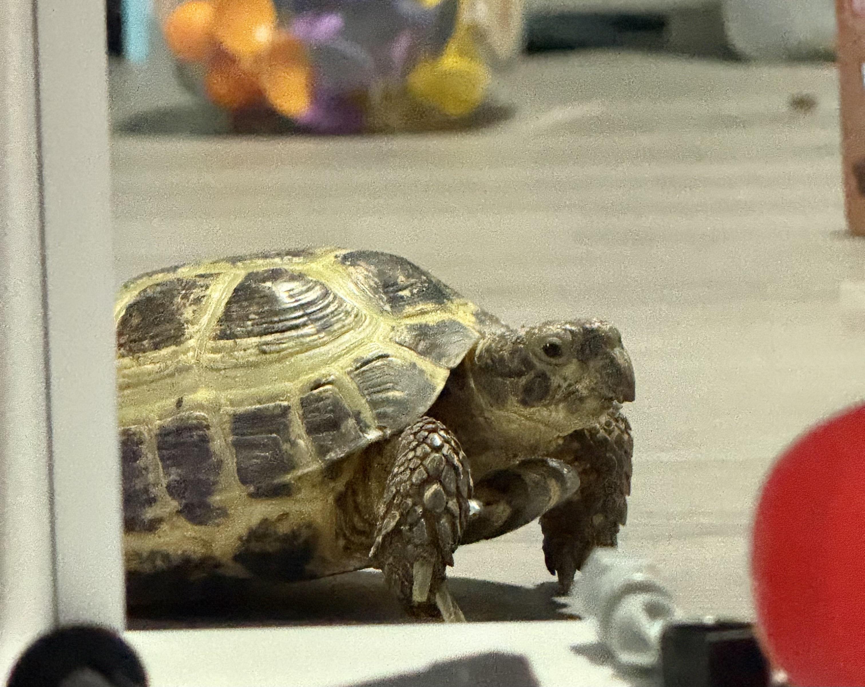 Enlarge Sky, an adopted Russian in Palmerton, PA image 1/3